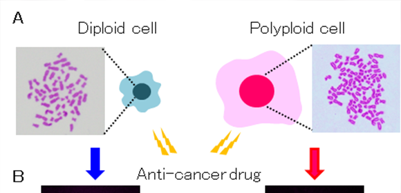 Research reveals why some cancers are resistant to therapeutic drugs