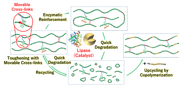 Advanced biodegradable plastics run rings around their predecessors