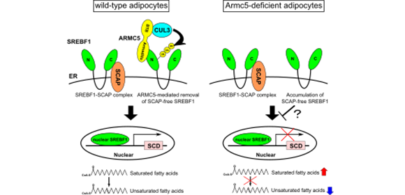 A Bodily Balancing Act: Breakthrough discovery identifies key factor for balancing saturated and unsaturated fatty acids in the body