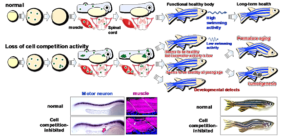 The longevity factor Foxo3 mediates “unfit” cell elimination to ensure healthy body construction