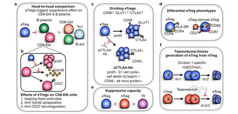 New immune-probing technique could boost treatment discovery