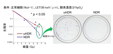 World-First Discovery of FLASH Effect Conditions Using Compact Carbon Ion Synchrotron Opens Door to Safer Cancer Therapy