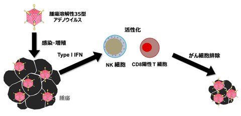 Elucidated the mechanism of antitumor effects of a new adenovirus that kills cancer cells
