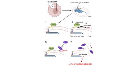 Discovery of molecular patterns that determine the boundary between “self” and “nonself” inside the cell