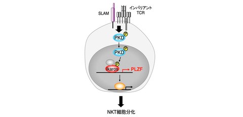 Discovery of a new mechanism controlling natural killer T (NKT) cell differentiation