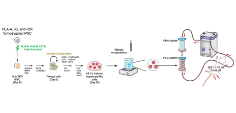 Development of the world's first integrated extracorporeal circuit, UTOpiA system, using hypoimmunogenic liver organoids