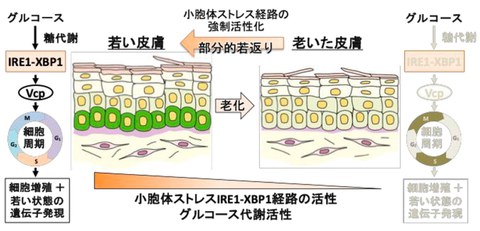 \Does stress make the skin younger!?/ Elucidated the mechanism of skin youthfulness using African turquoise killifish