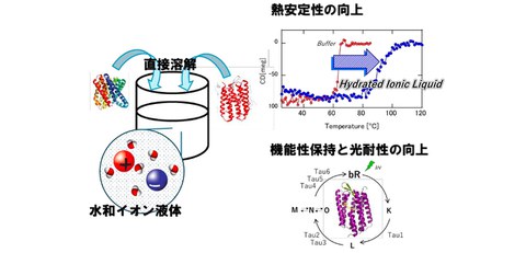 Hydrated ionic liquids enhance long-term stability of structure and functionality in membrane proteins