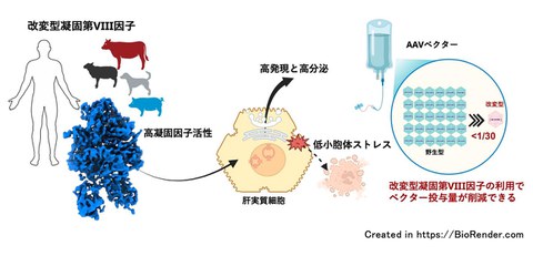 Advancing domestic hemophilia A gene therapy
