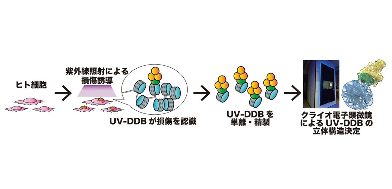 Visualized the moment UV-DDB protein repairs UV damage on the genome within cells