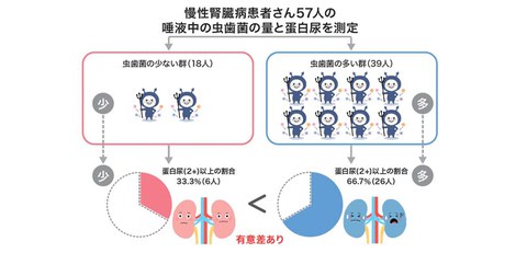 Elucidating the relationship between oral caries-causing bacteria levels and chronic kidney disease (CKD)
