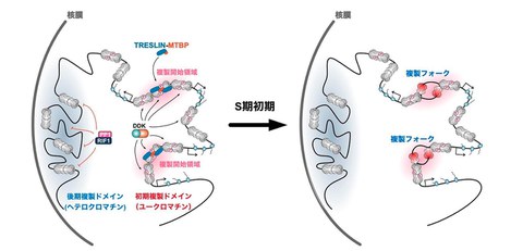 Elucidated the mechanism that determines the zones and initiation of DNA replication in human cell genome