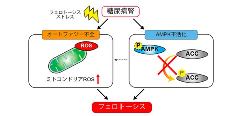 Discovered the mechanism by which ferroptosis is enhanced in diabetic kidneys