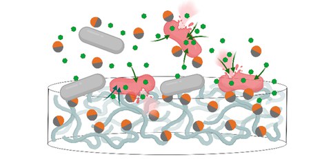 Breaching the fortress: Two-faced nanoparticles revive antibiotics against superbugs