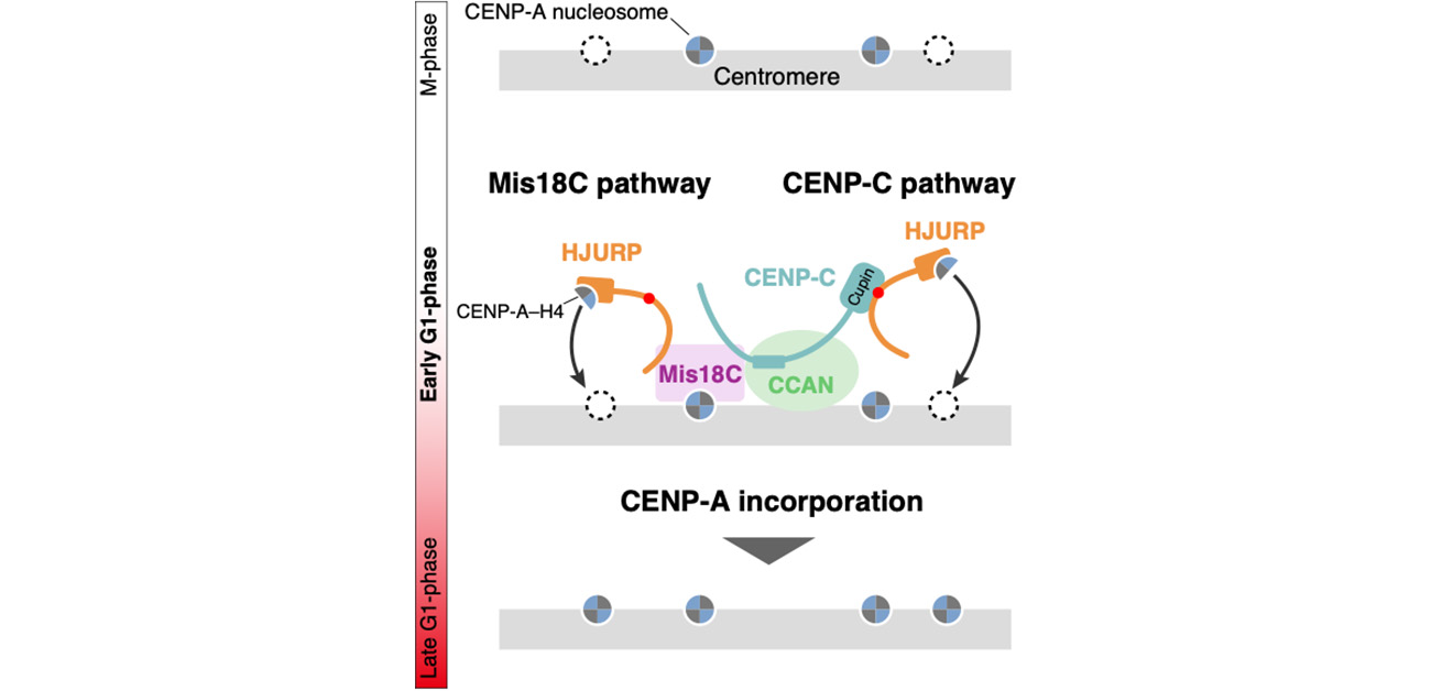 Searching for the centromere: diversity in pathways key for cell division