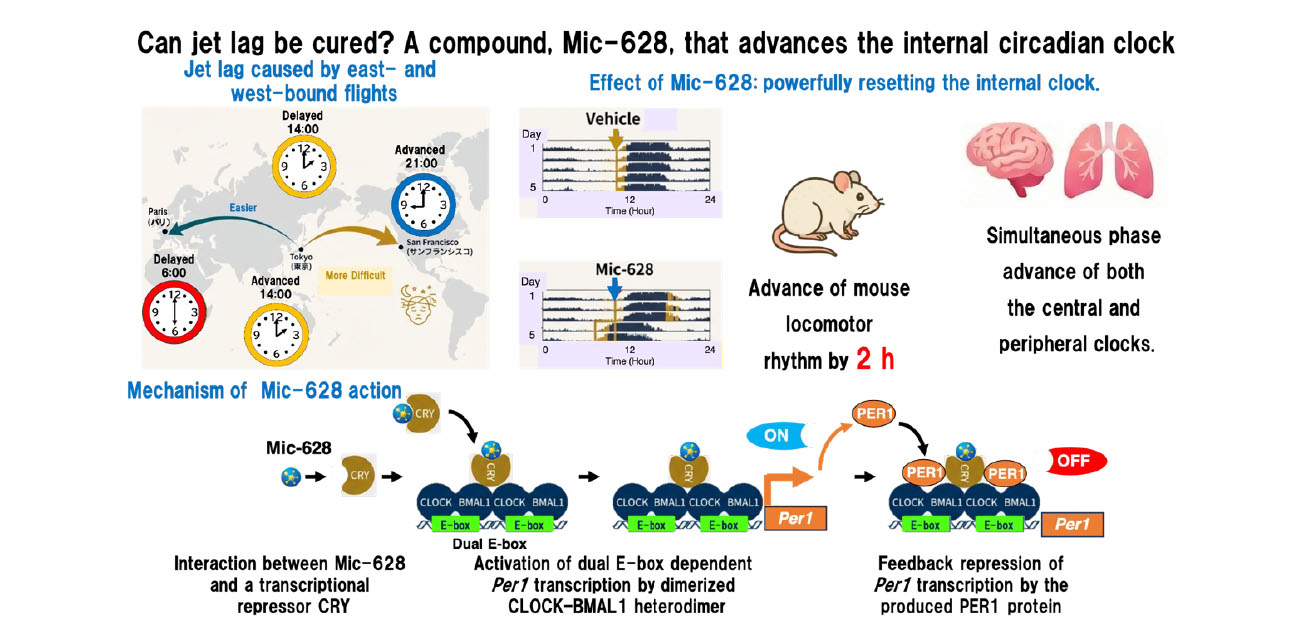 Scientists discover oral compound that helps “reset” the body clock forward
