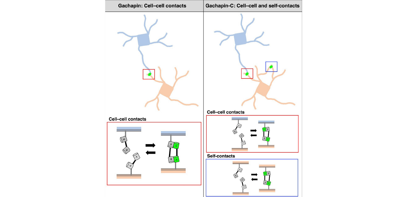 Real-time imaging of contact between cells and between a single neuron’s extensions