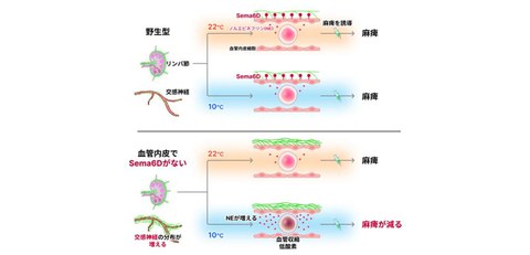 A New Discovery that Connects Cold Exposure to Disease