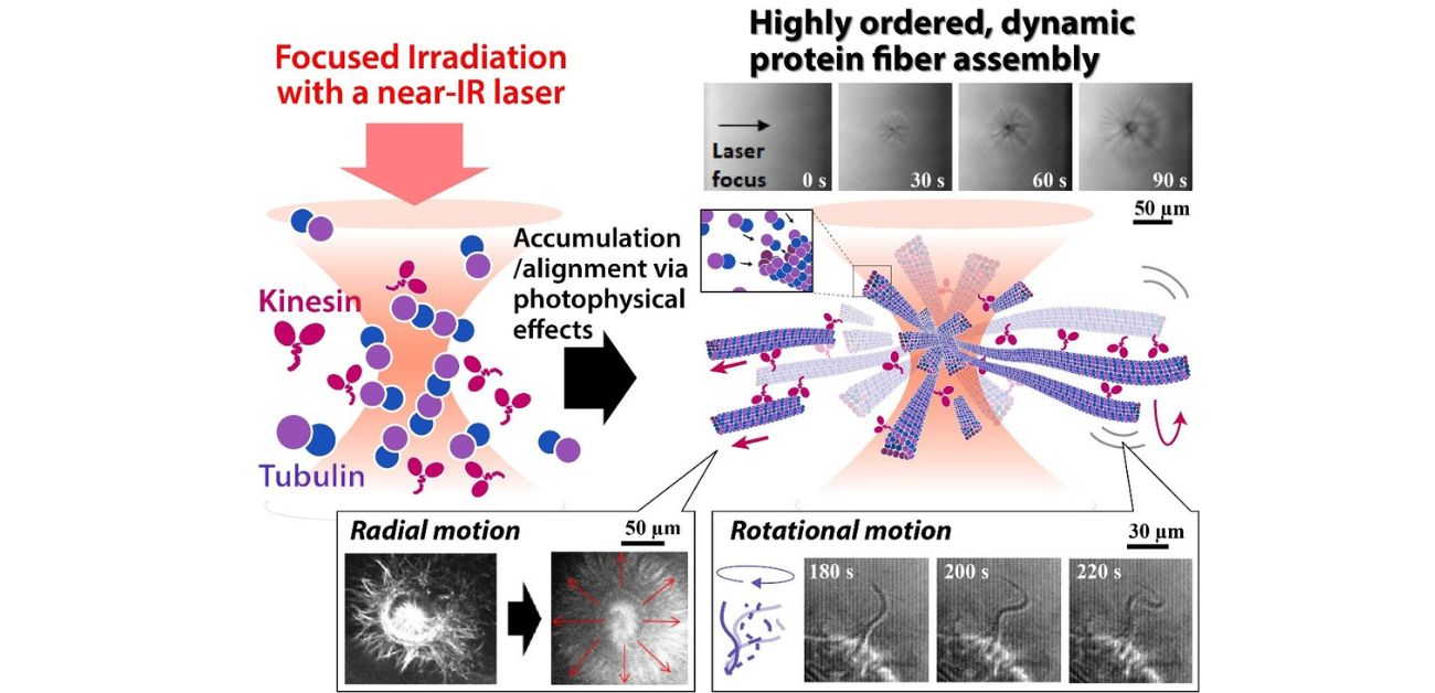 Laser focus: controlled formation of protein networks