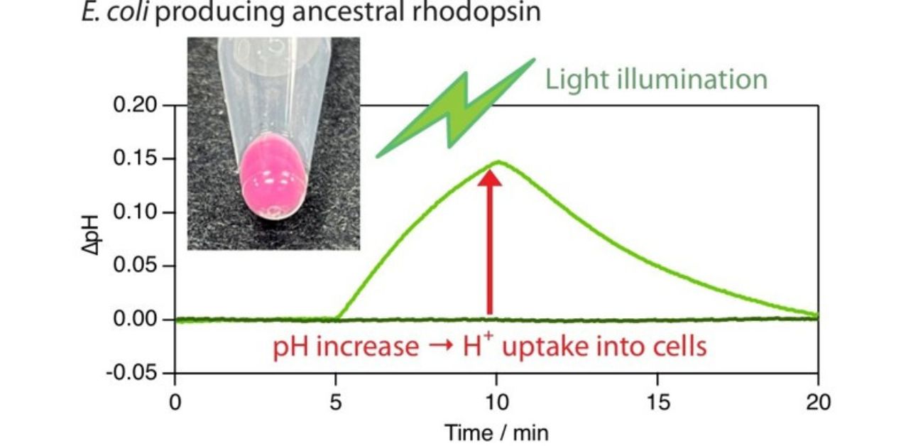Bringing ancient light-sensing proteins back to life