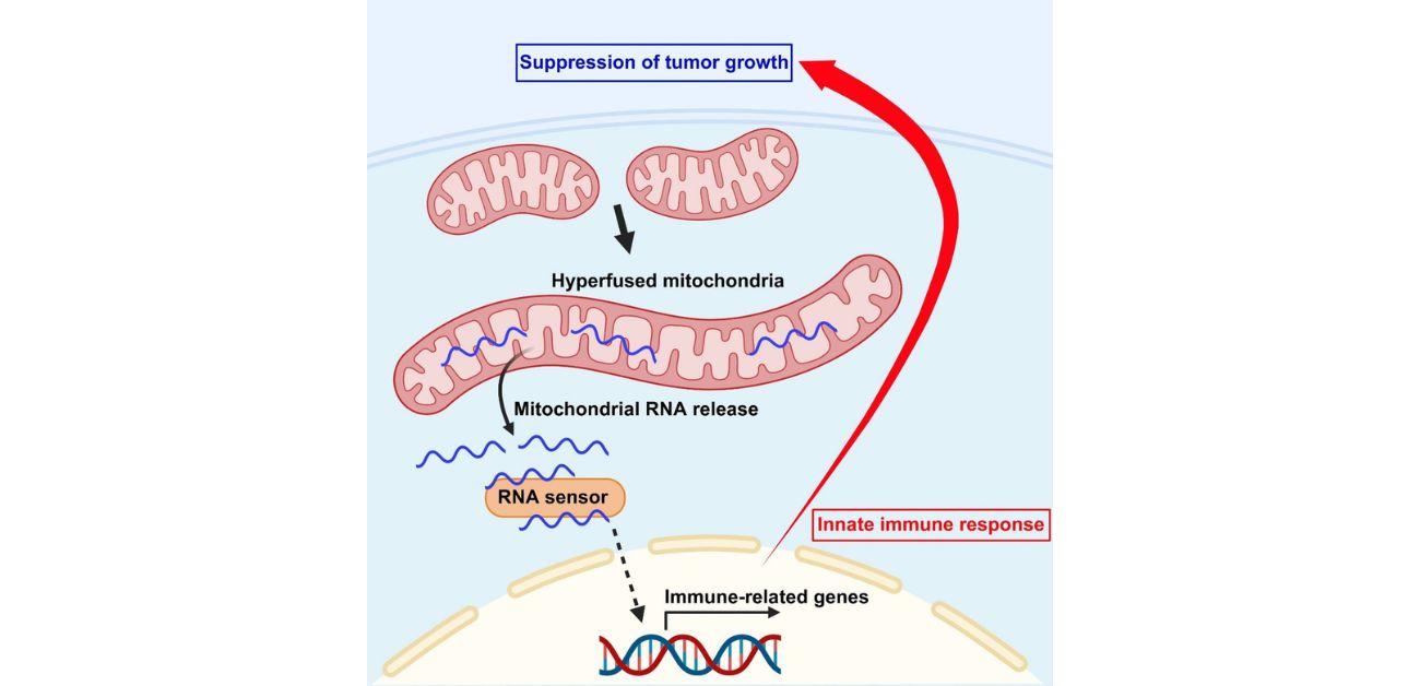 Abnormally long mitochondria leak RNA: activating anti-tumor immunity