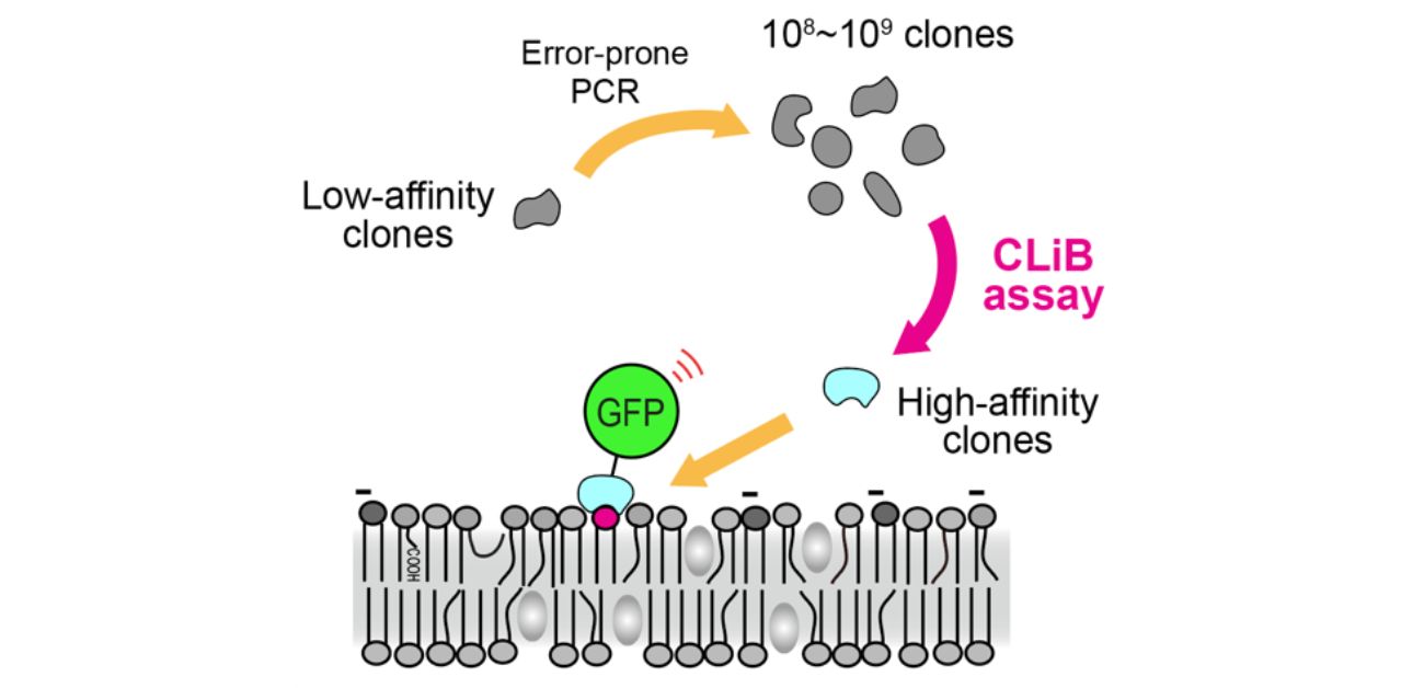 Tracking lipids in action with evolution-inspired biosensors
