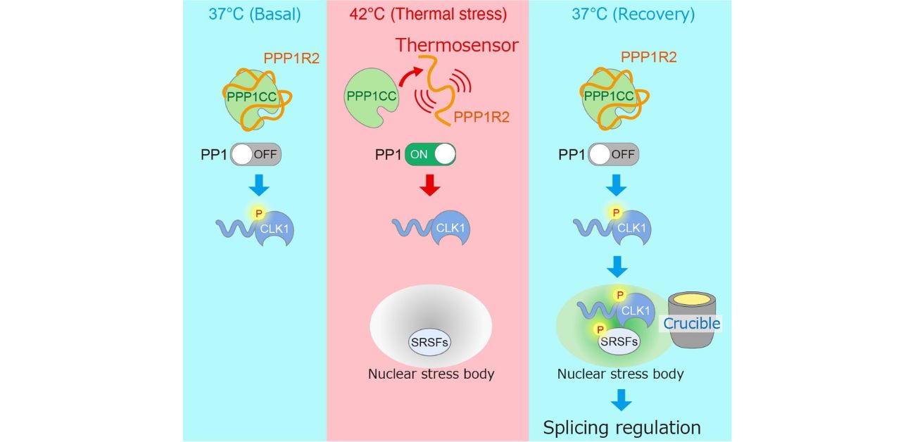 Rapid reactivation of gene expression after thermal stress