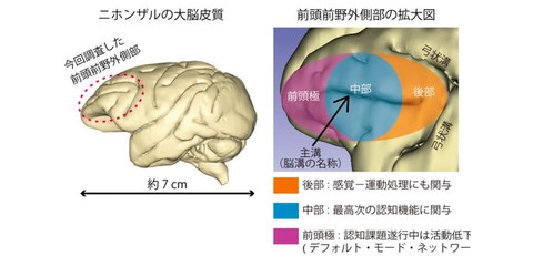 The mid-to-posterior regions of lateral prefrontal cortex (LPFC) are responsible for “thinking”
