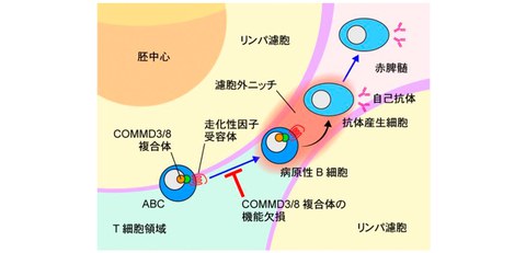 Discovery of a pathogenic B cell that causes autoimmune diseases