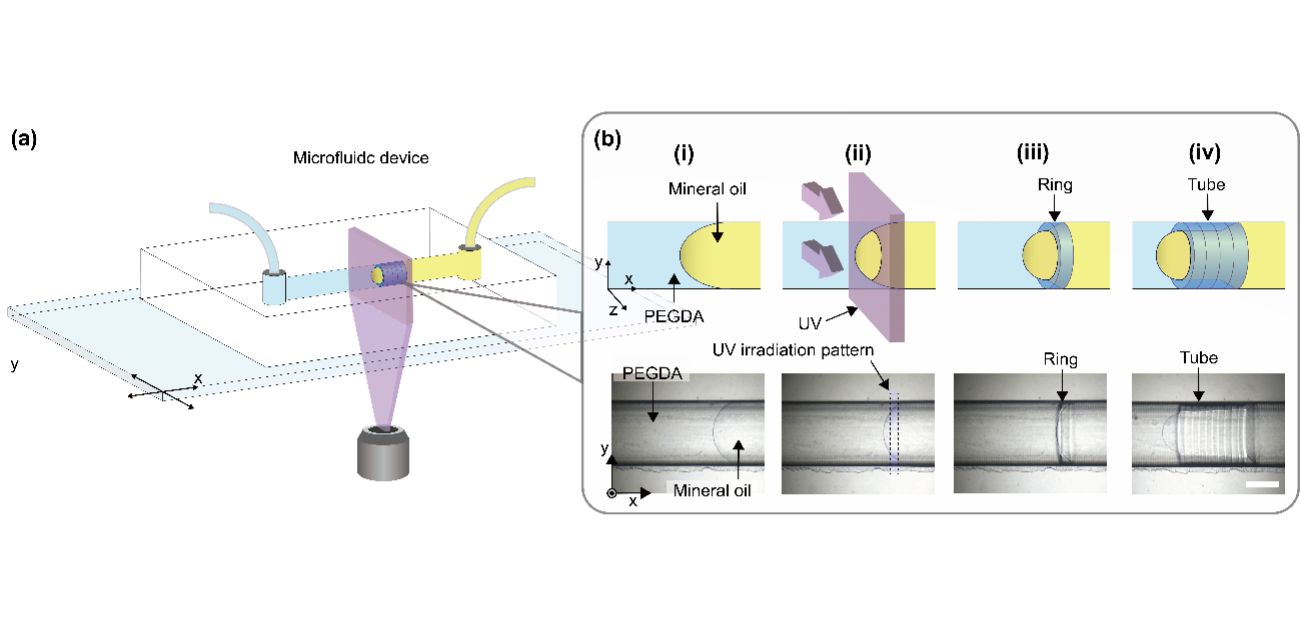 Shining a light on constructing blood supply systems for artificial tissues