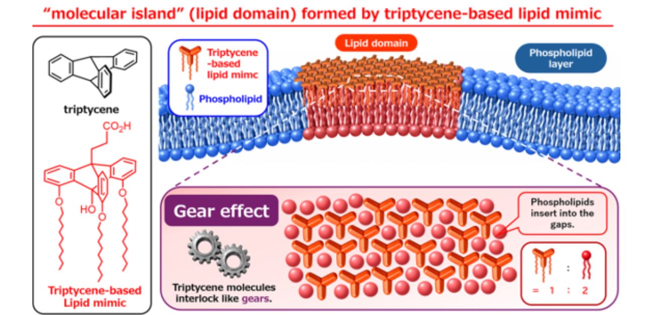 Interlocking molecular propellers create stable “islands” in “sea” of lipid