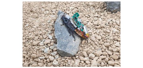 AI-powered terrain recognition helps cyborg cockroaches navigate faster