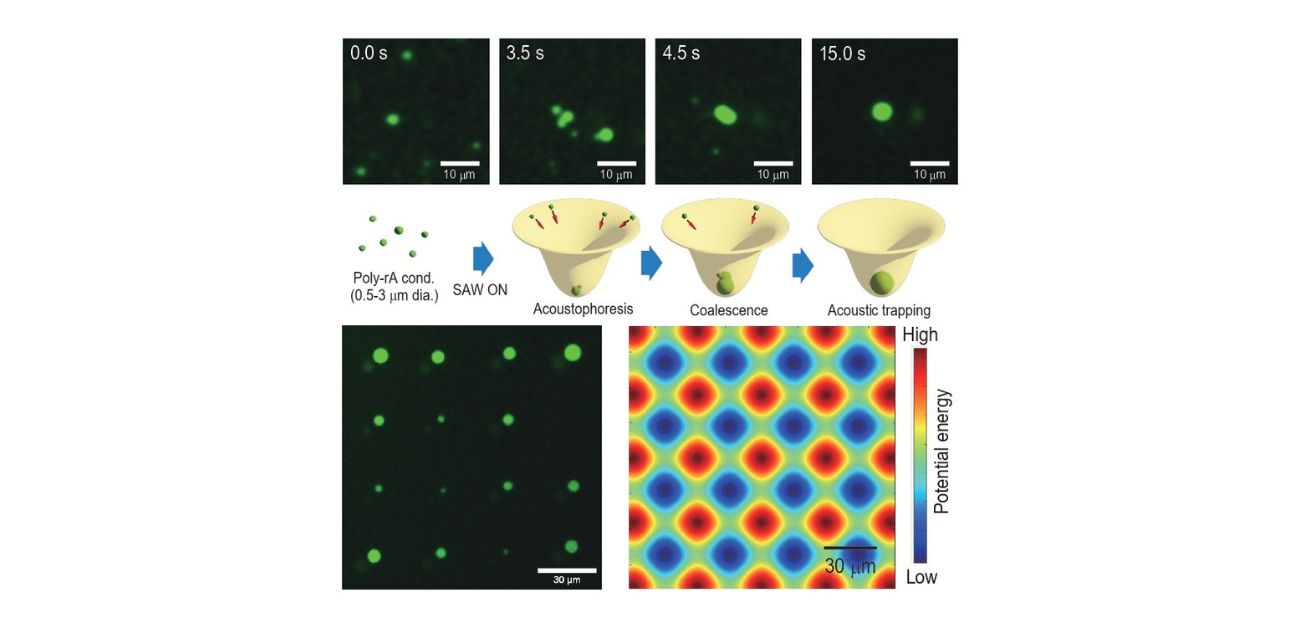 Sound evaluation of stiffness: using acoustic tweezers to analyze biomolecular droplets