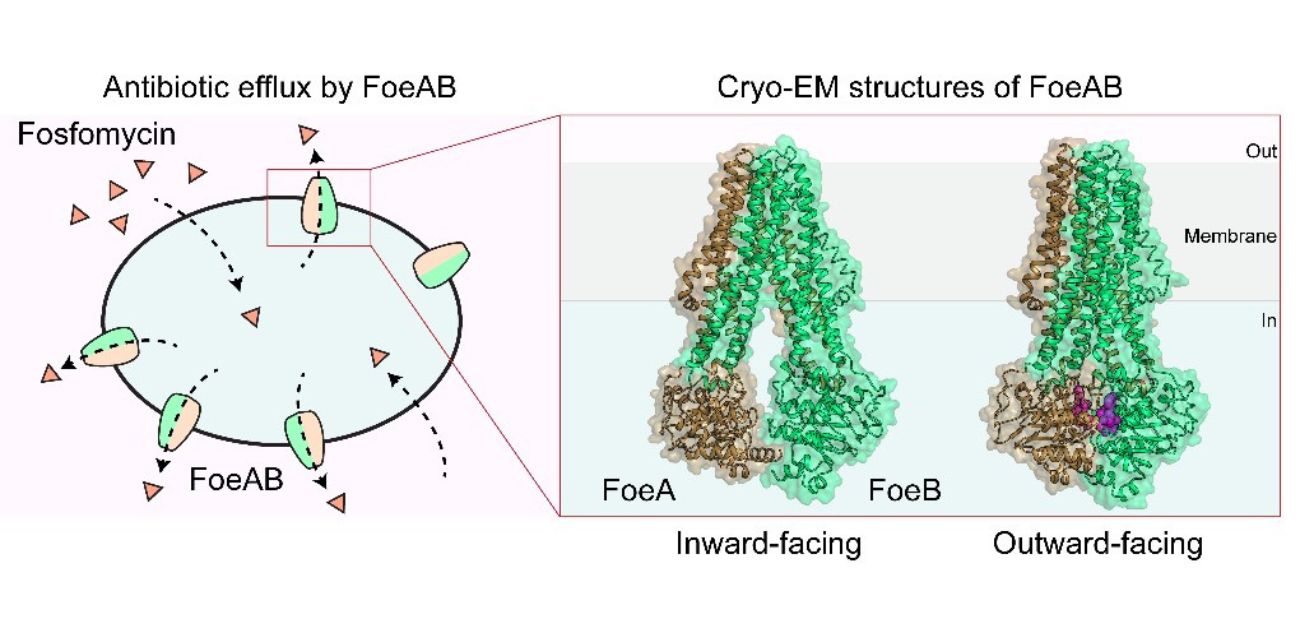 Pumping antibiotics out: A new route to bacterial drug resistance