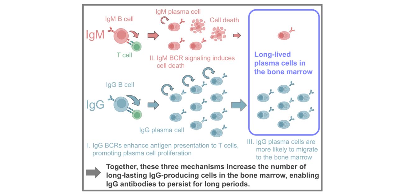 Immunity for the long haul: Why some antibodies are built to last