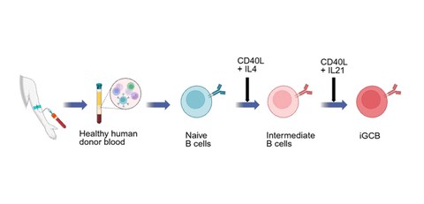 Recreating key features of the antibody factory in a dish