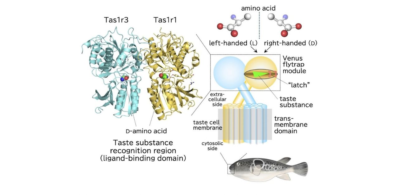 Savory or sweet? How a new understanding of taste receptors might tickle your taste buds