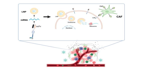 ＼Entering an era where cells are administered through vaccination to fight cancer／CAR-T therapy simply by administration