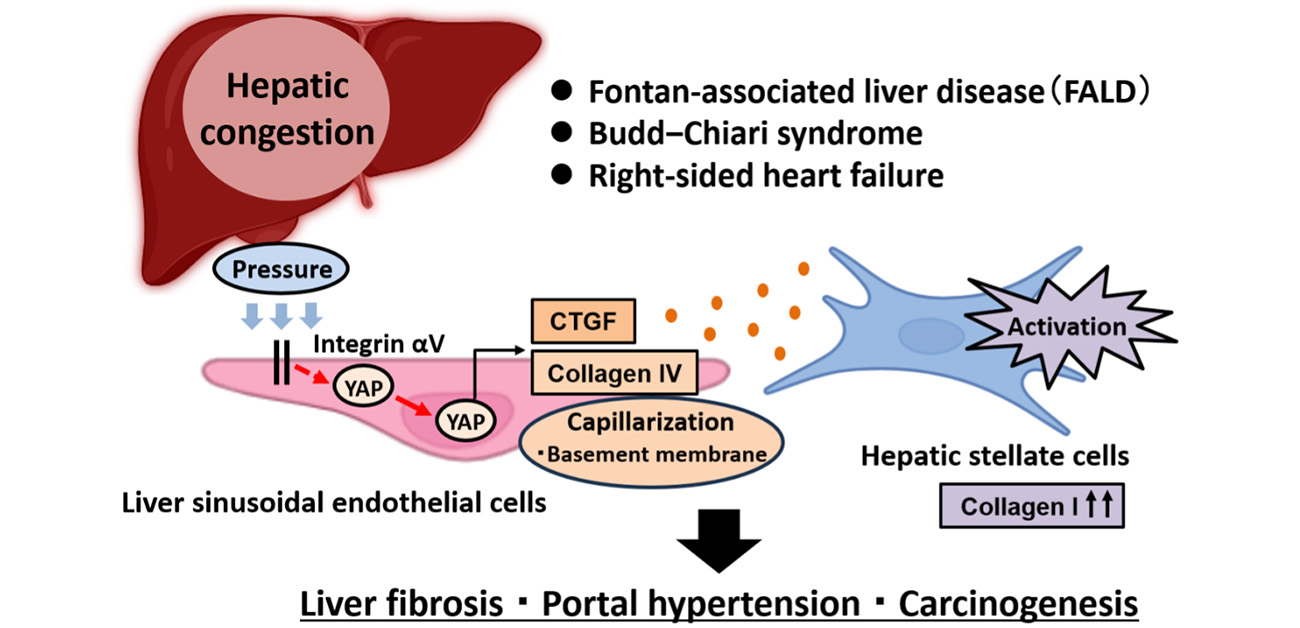 Yes! The role of YAP and CTGF as potential therapeutic targets for preventing severe liver disease