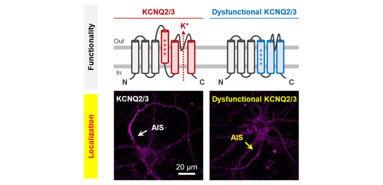 Location, location, location: For potassium channels, it depends on functionality