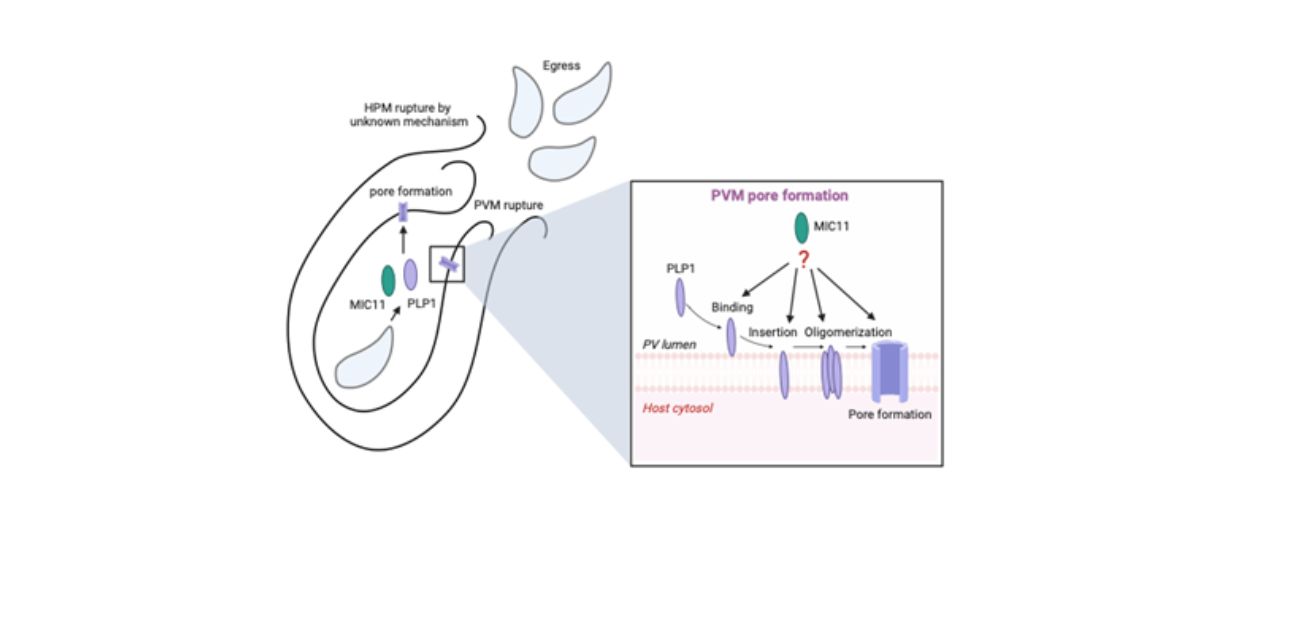Shedding light on how parasites exit host cells