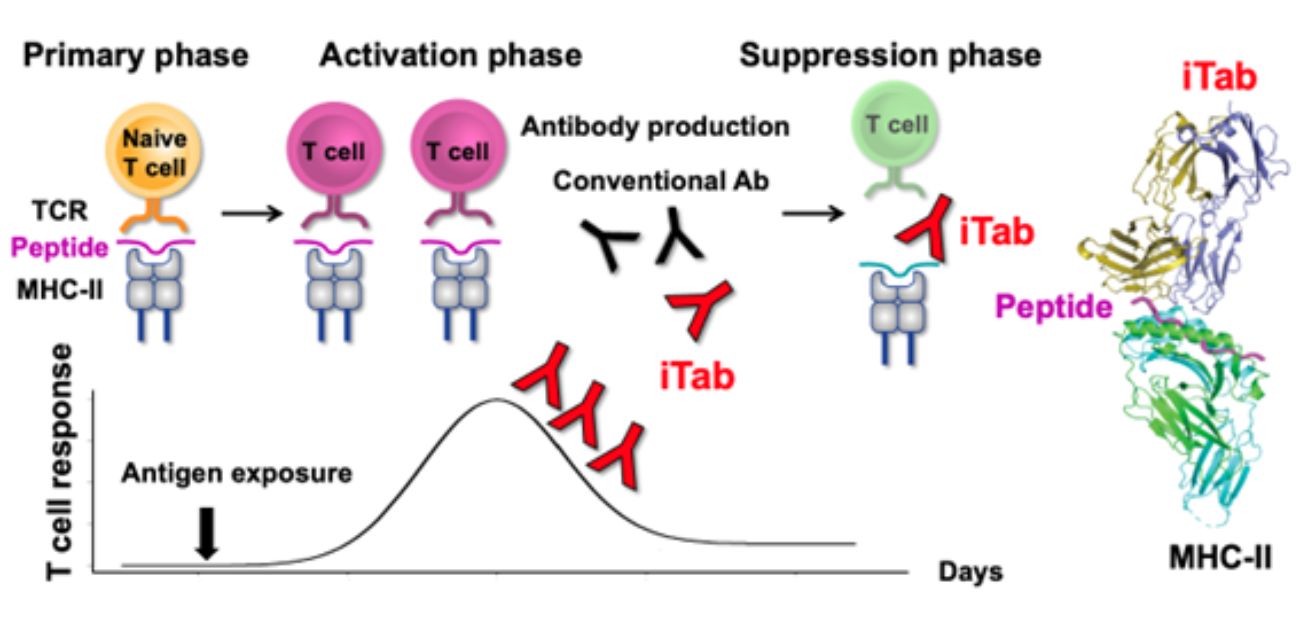 Taming overactive immune systems with antibodies: hope for autoimmune diseases