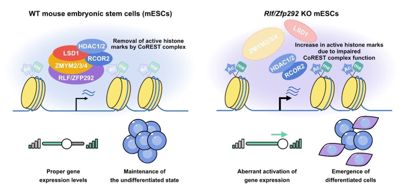 Two proteins, one goal: new findings on stem cell differentiation