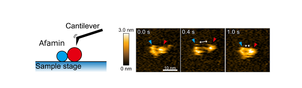 Visualization of the Afamin/Wnt3a complex in motion —Revealing the key role of the hydrophobic pocket—