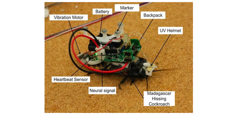 AI listens to insect body signals to guide cyborg cockroaches