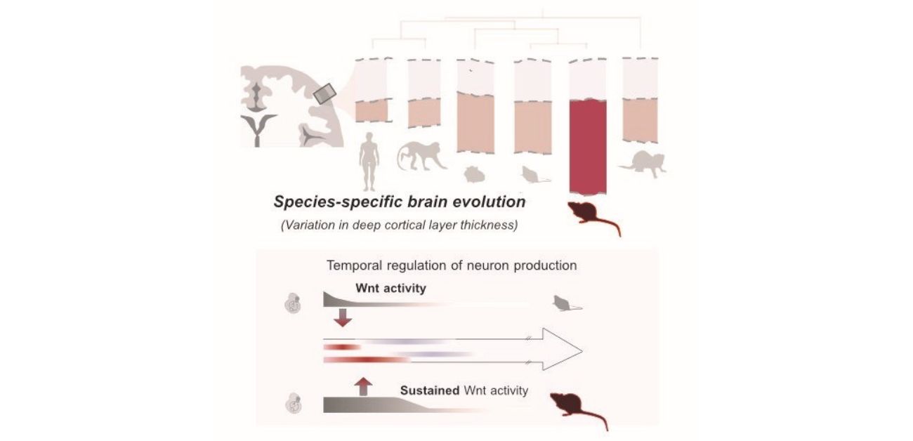 The secret ingredient is time: the role of timing in brain development