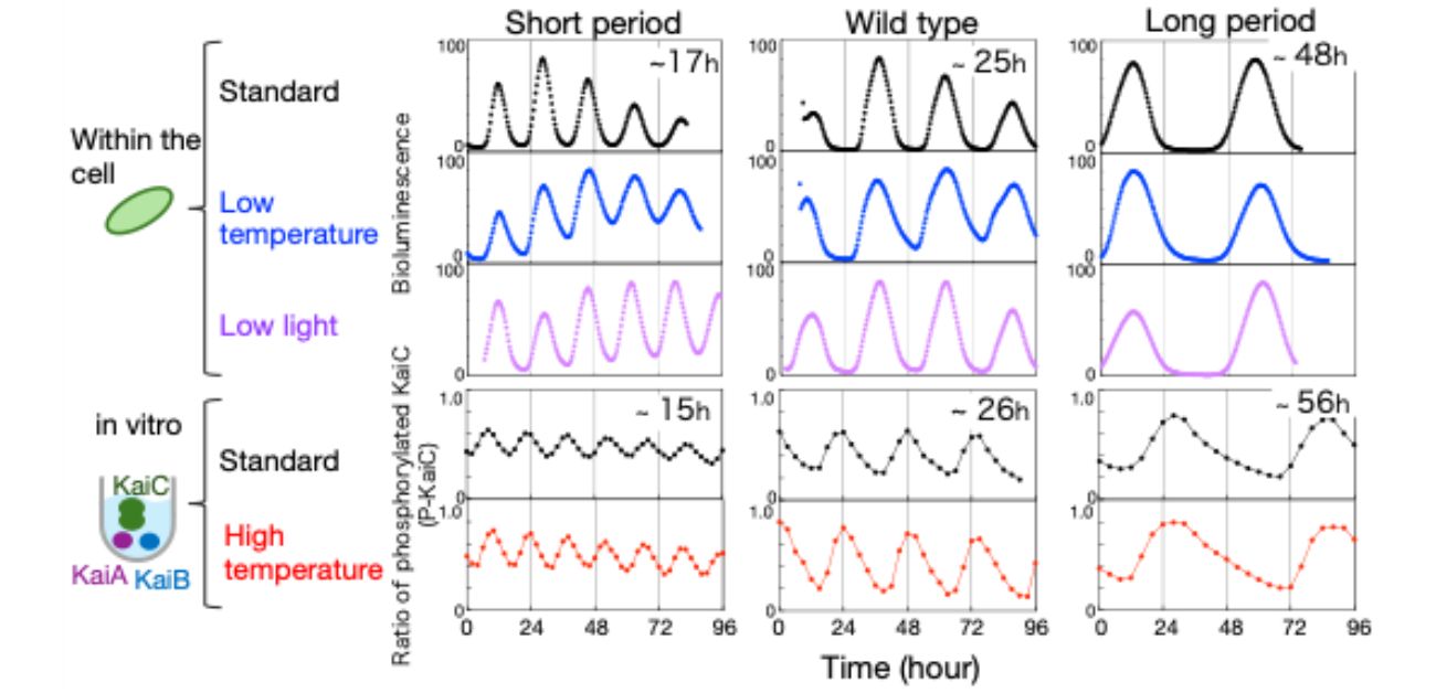 The truth of timekeeping lies within: key developments in understanding circadian rhythms