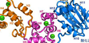 光合成の効率を調整するタンパク質、カルレドキシンを発見