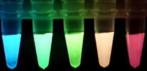 単一分子も検出できる！高光度マルチカラー化学発光タンパク質を開発