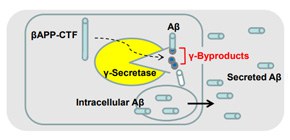 アミロイドβ産生酵素γセクレターゼの新たな働きを解明